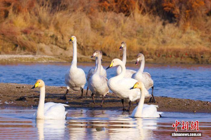 新疆“天鵝灣”旅遊熱度攀升