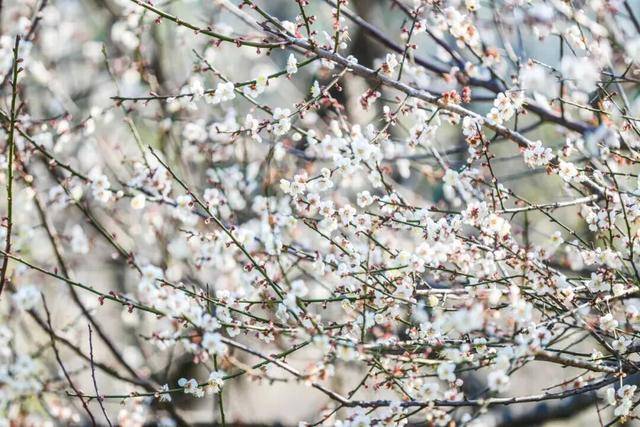 冬日浪漫！深圳坪山賞梅路線快收藏好