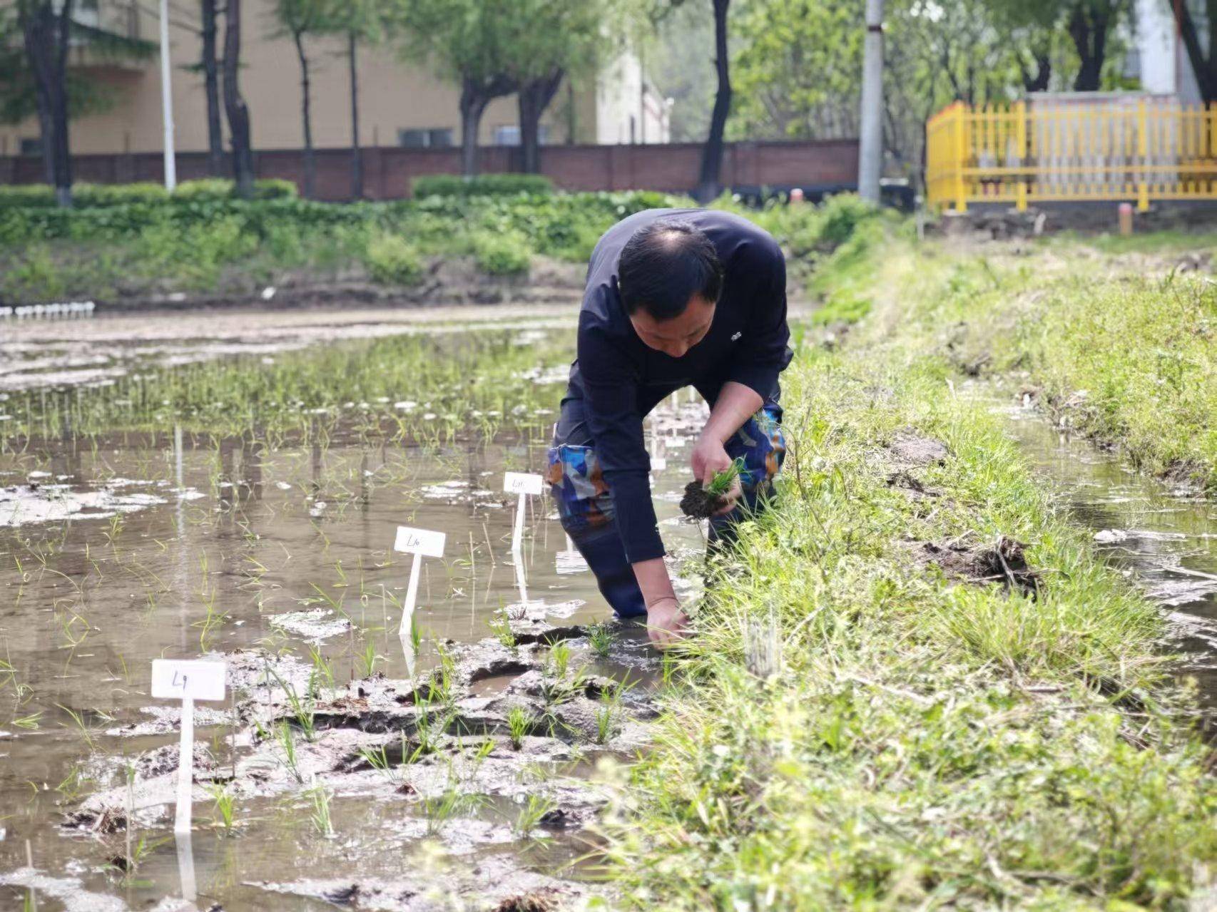 深耕寒地稻作，創新應用型農業教育
