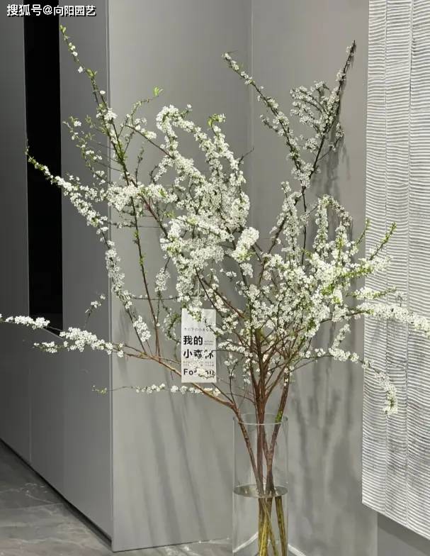你花幾十塊買的銀柳，用柳樹枝噴的油漆，不如買雪柳更好看！