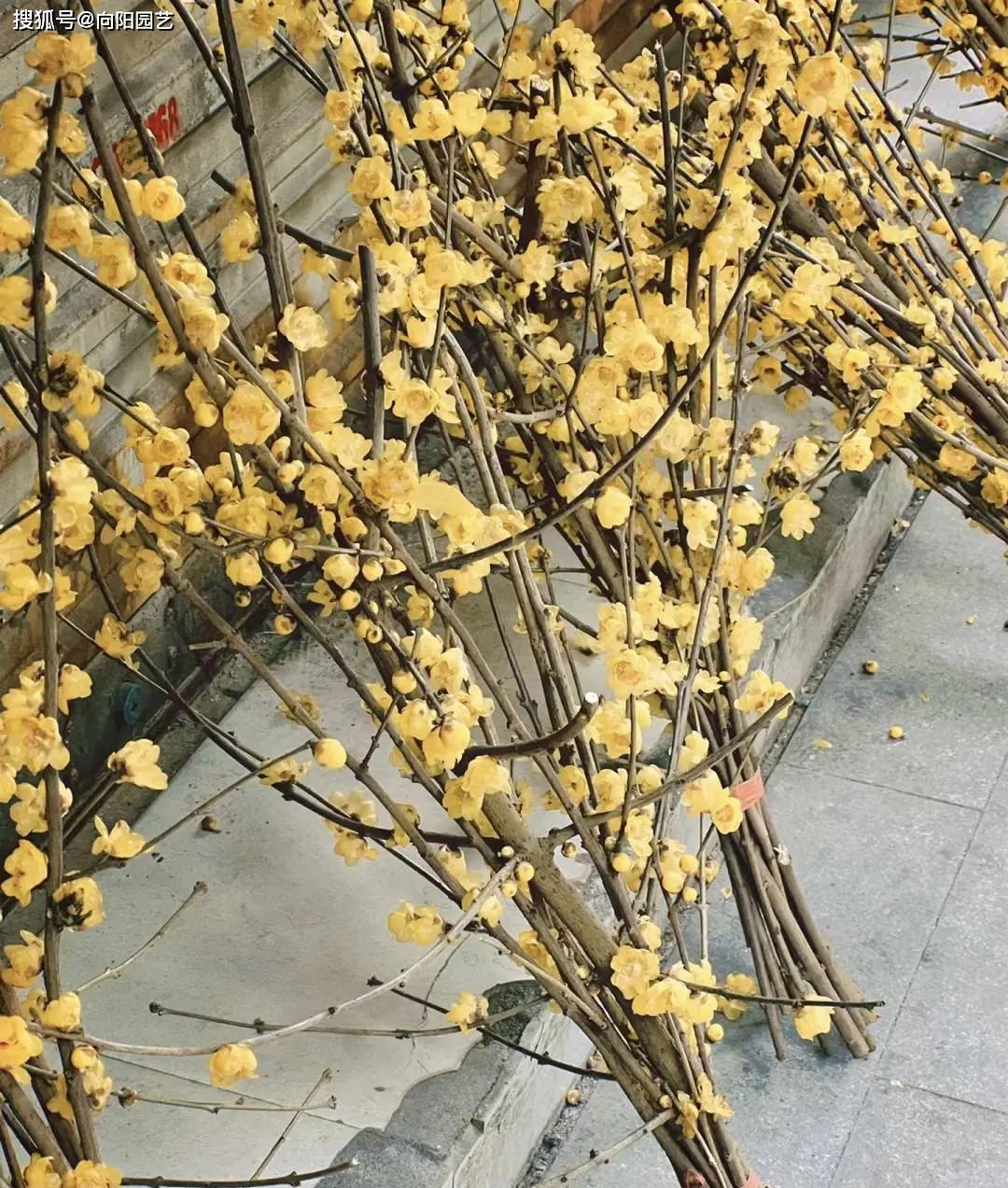 你花幾十塊買的銀柳，用柳樹枝噴的油漆，不如買雪柳更好看！
