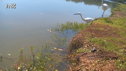 藏不住了！用科技解鎖大灣區中央溼地萌態圖鑑