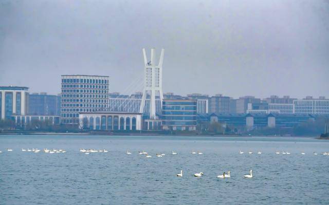 春節剛過，“小天鵝旅遊團”翩躚降臨北龍湖