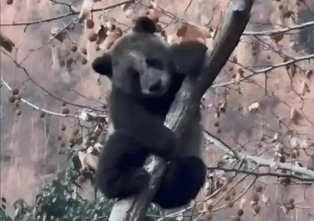 你是去挖煤了嗎？