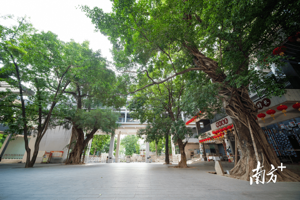 @莞城中心小學校友，母校喊你回家，共赴百廿之約