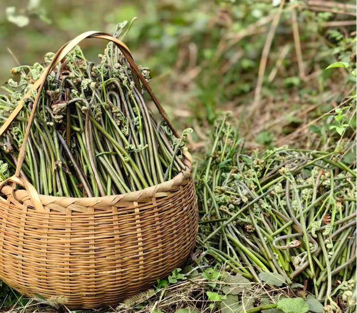 春季美食品鑑•陝西省鎮坪縣人的春天，都吃什麼呢？