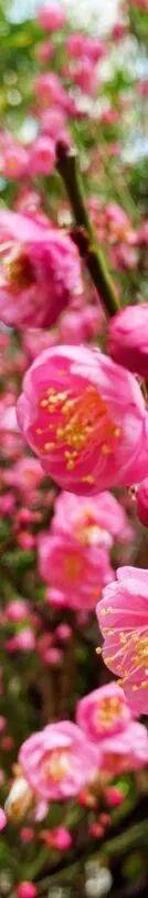 收藏！泉州春日賞花去哪裡？花期+地址全攻略