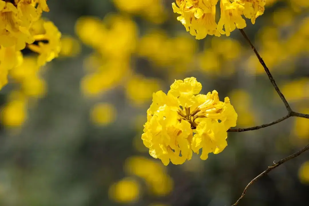 收藏！泉州春日賞花去哪裡？花期+地址全攻略