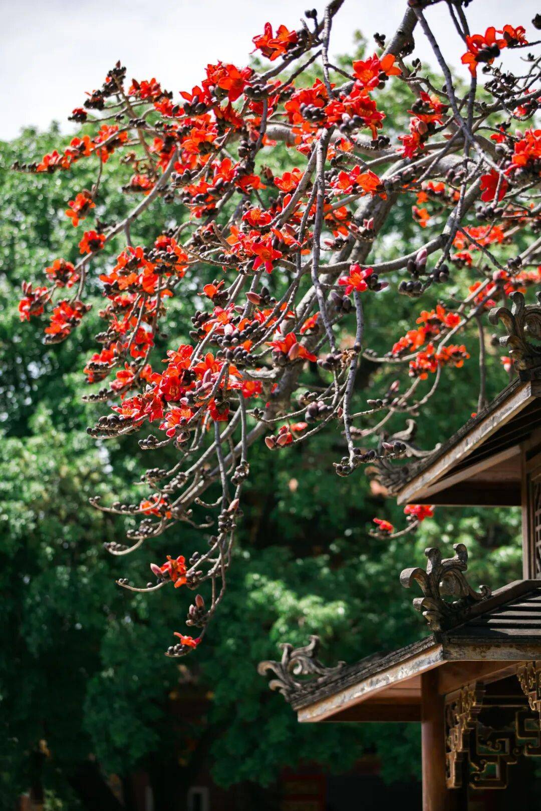 收藏！泉州春日賞花去哪裡？花期+地址全攻略