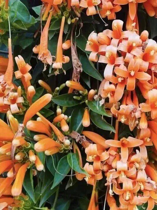 收藏！泉州春日賞花去哪裡？花期+地址全攻略