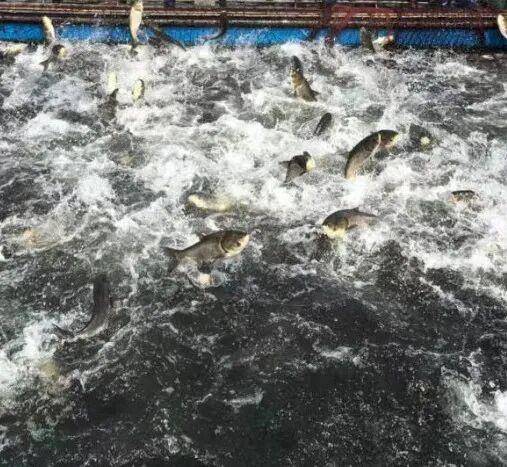 原創速衝！“好客山東・美食爭霸賽” 濰坊美食推廣季即將啟動！非遺美食、家電特惠、烤肉節……