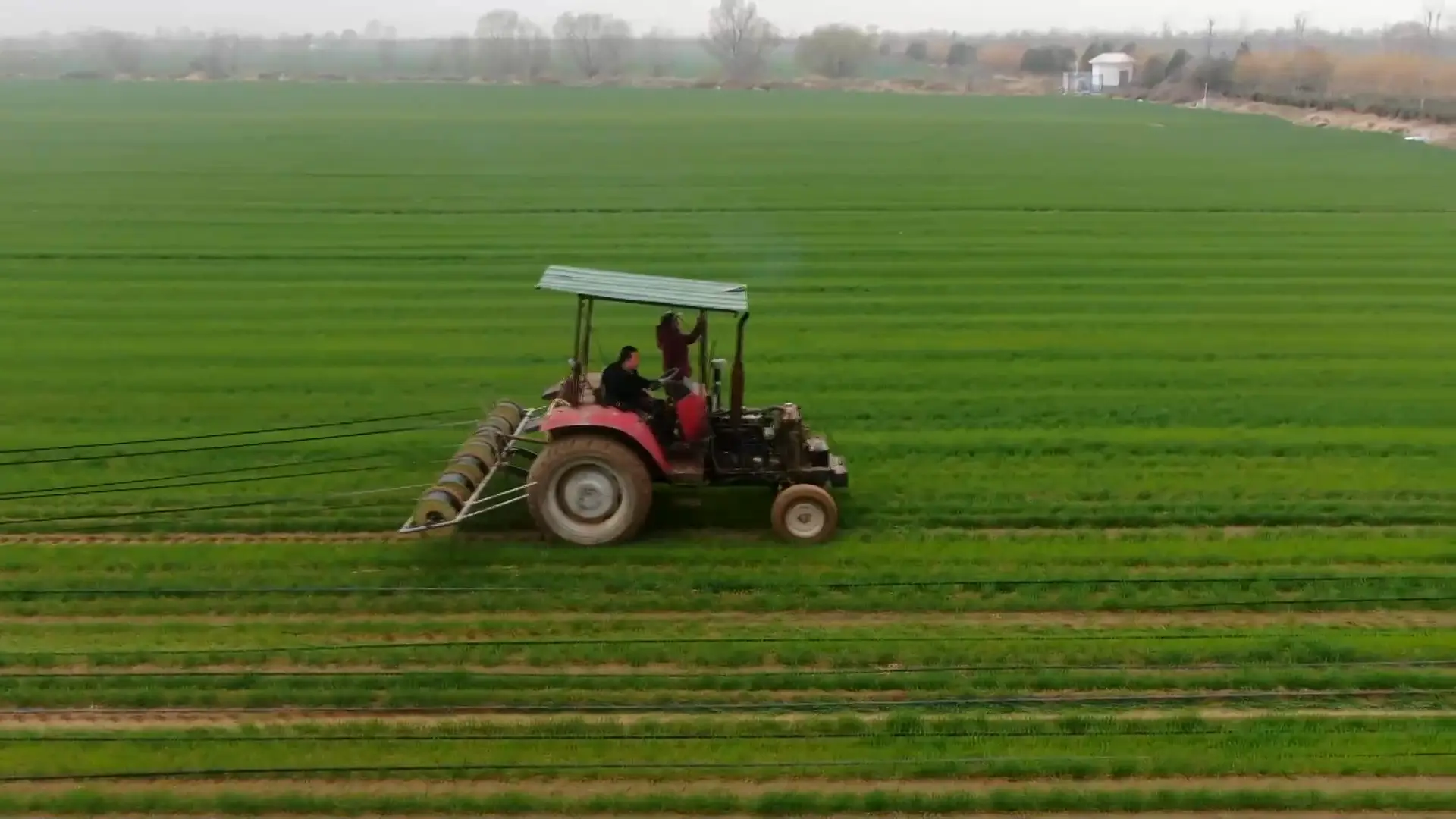 山西河津：科技賦能春管 沙地小麥“喝”上精準營養水