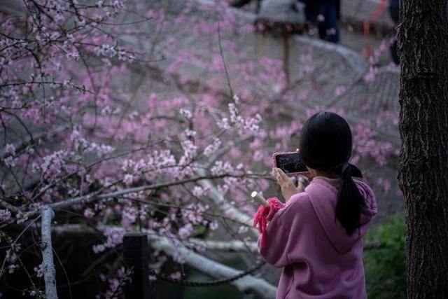 速收藏！棗莊臺兒莊古城春之花影與夜燈，錯過再等一年喲！