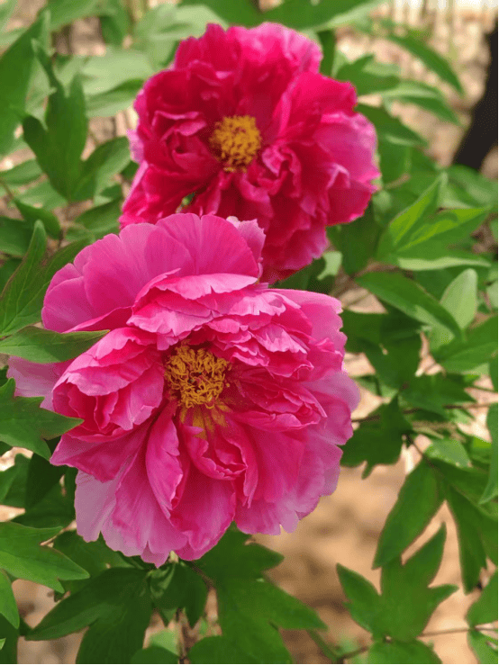 花開泰山區，春色入畫來一鍵收藏最美花海