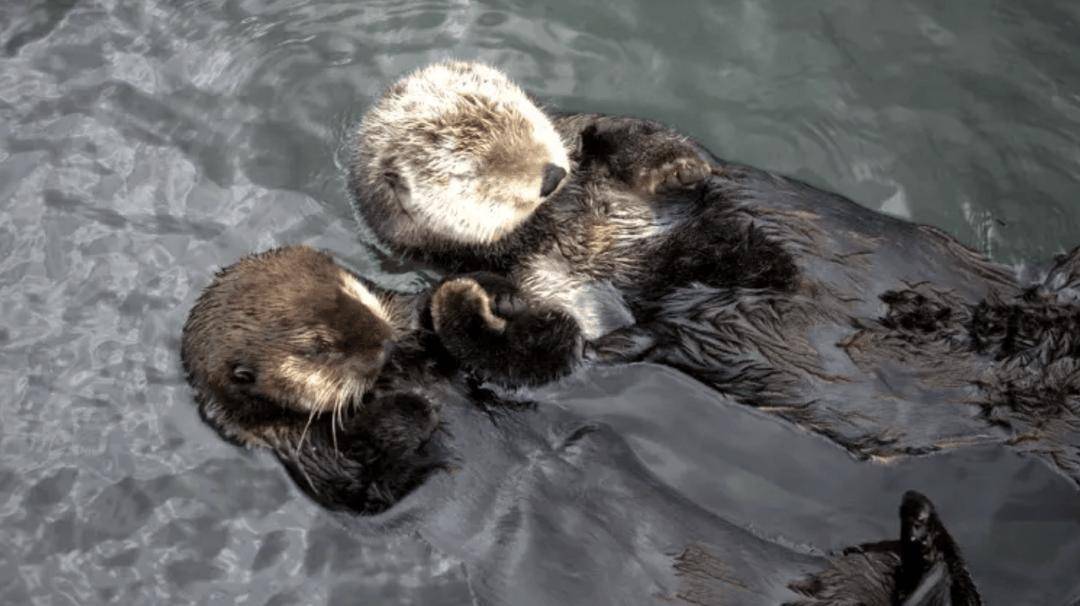 加國移民積壓跌破百萬：“虛假繁榮”背後的 PR隱憂