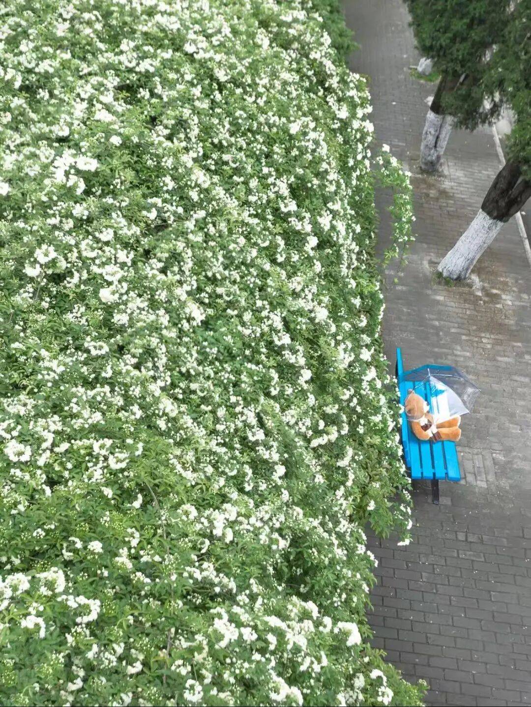 成都可以入校賞花的大學推薦！附預約入口