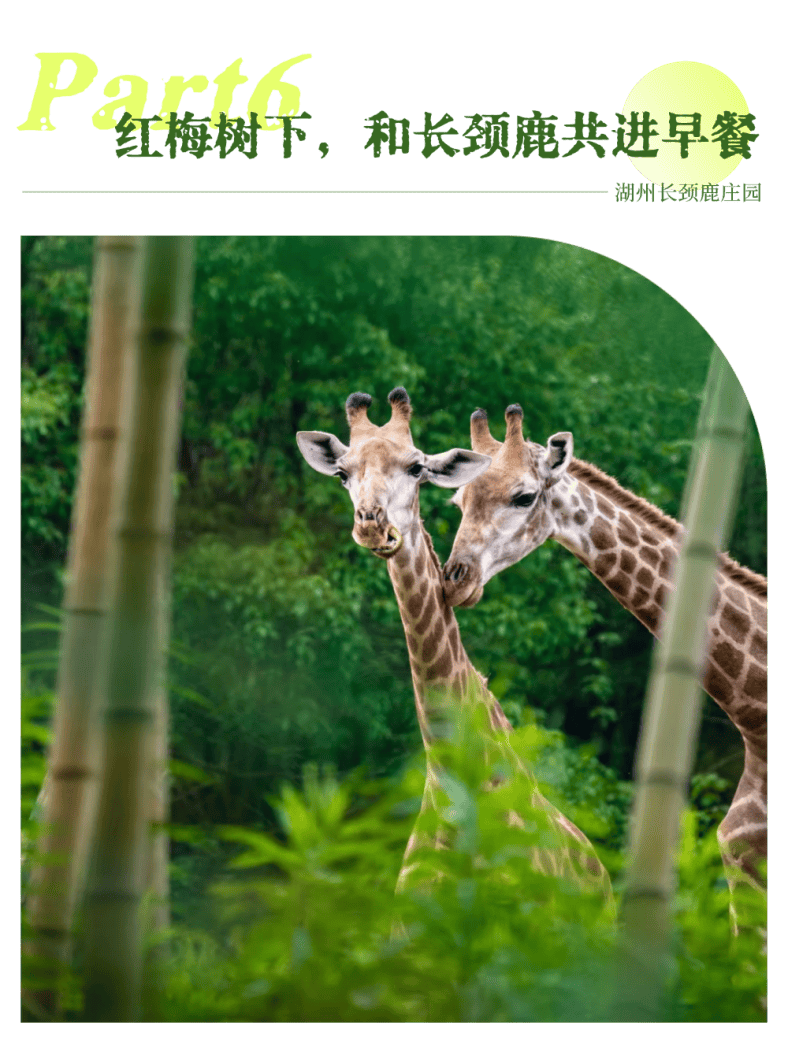 湄公河旅遊春日賞花地圖 | 把時光浪費在花事裡，剛剛好~