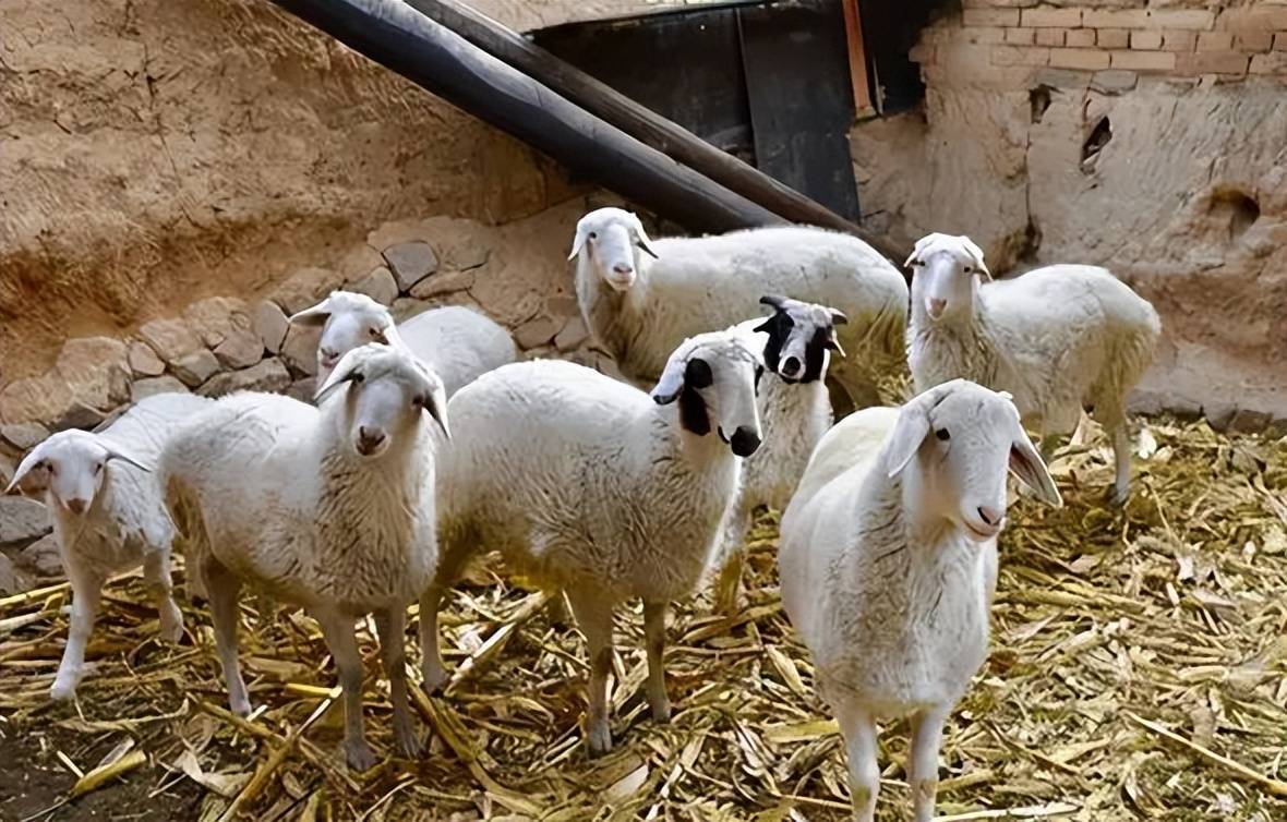 大羊拉稀原因及治療？本文有快速治療方案！