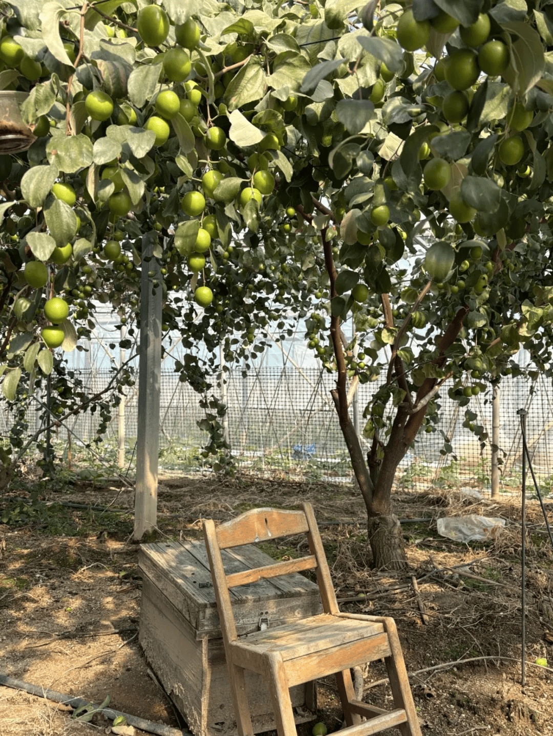 別再去人擠人的景區了！廈門這個寶藏地才是春天的正確開啟方式！古風拍照+親子農耕+知青懷舊，趕緊收藏！