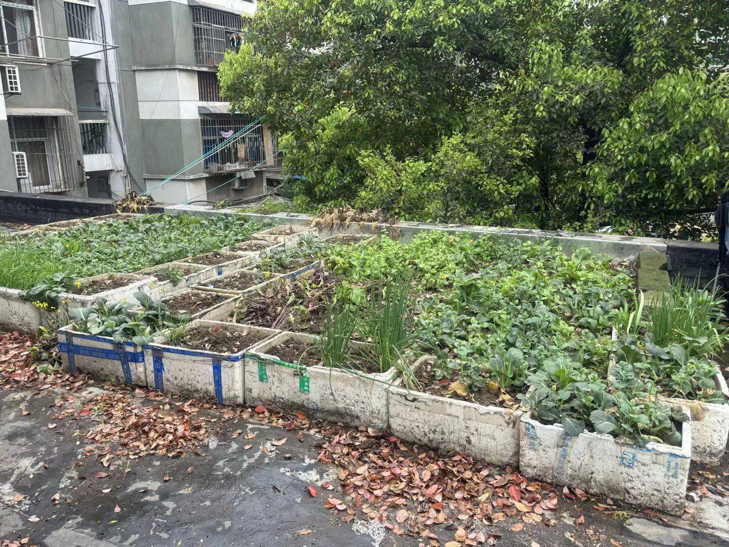 5噸雜物“搬家”，頭頂隱患清零，青山區白玉山街道煥新社羣“天際線”