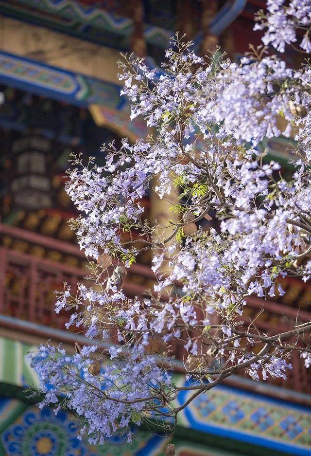比大理浪漫！比昆明更近！高鐵直達陽光小城，2萬株藍花楹美瘋！觀海登山，美食吃到爽！
