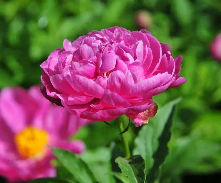 【寫生素材】花中宰相-芍藥花
