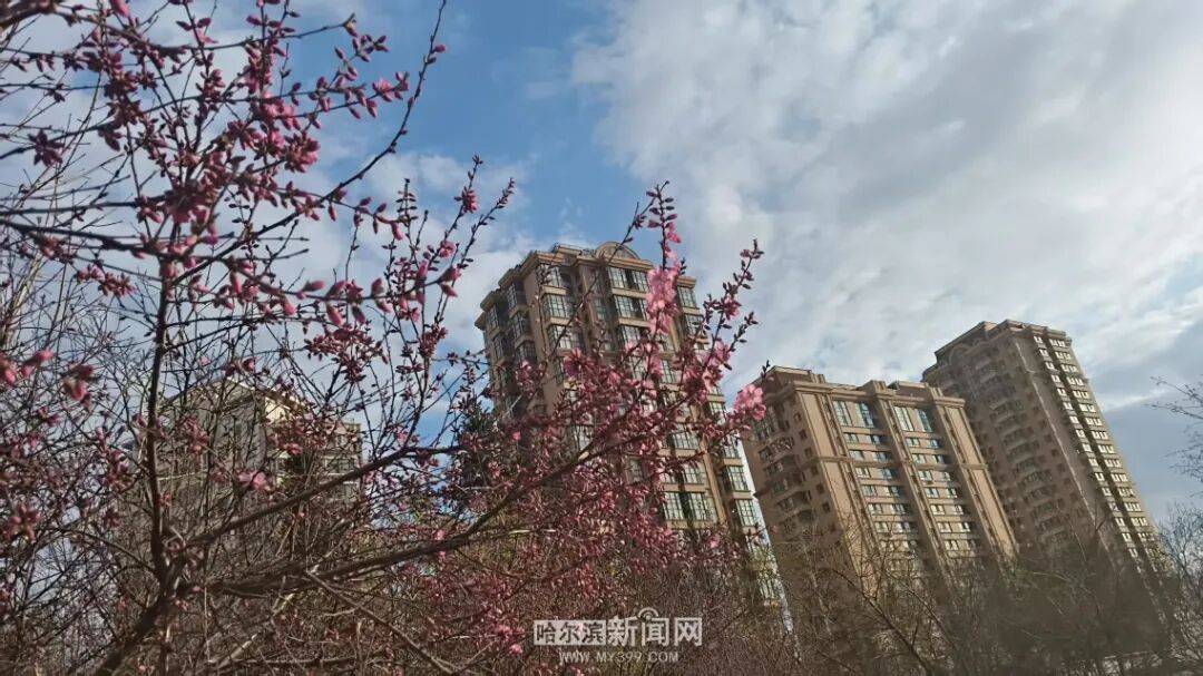 冰城榆葉梅開始綻放｜賞花地圖快收藏→