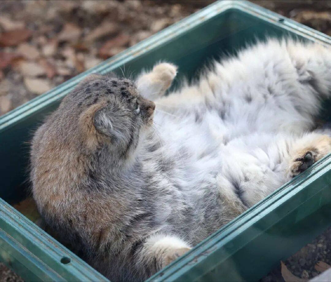 插座實驗：阻礙女性凝聚力的困境到底是什麼？