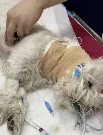 中日女性拼命為去世狗狗追兇，卻被網暴吃“狗血饅頭”？“狗是畜生而已”…