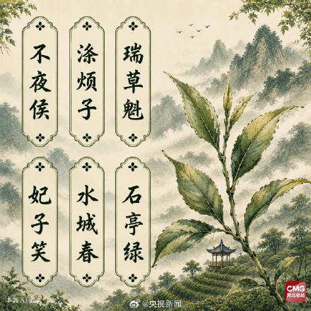 中國人有多會起名這些茶葉告訴你！