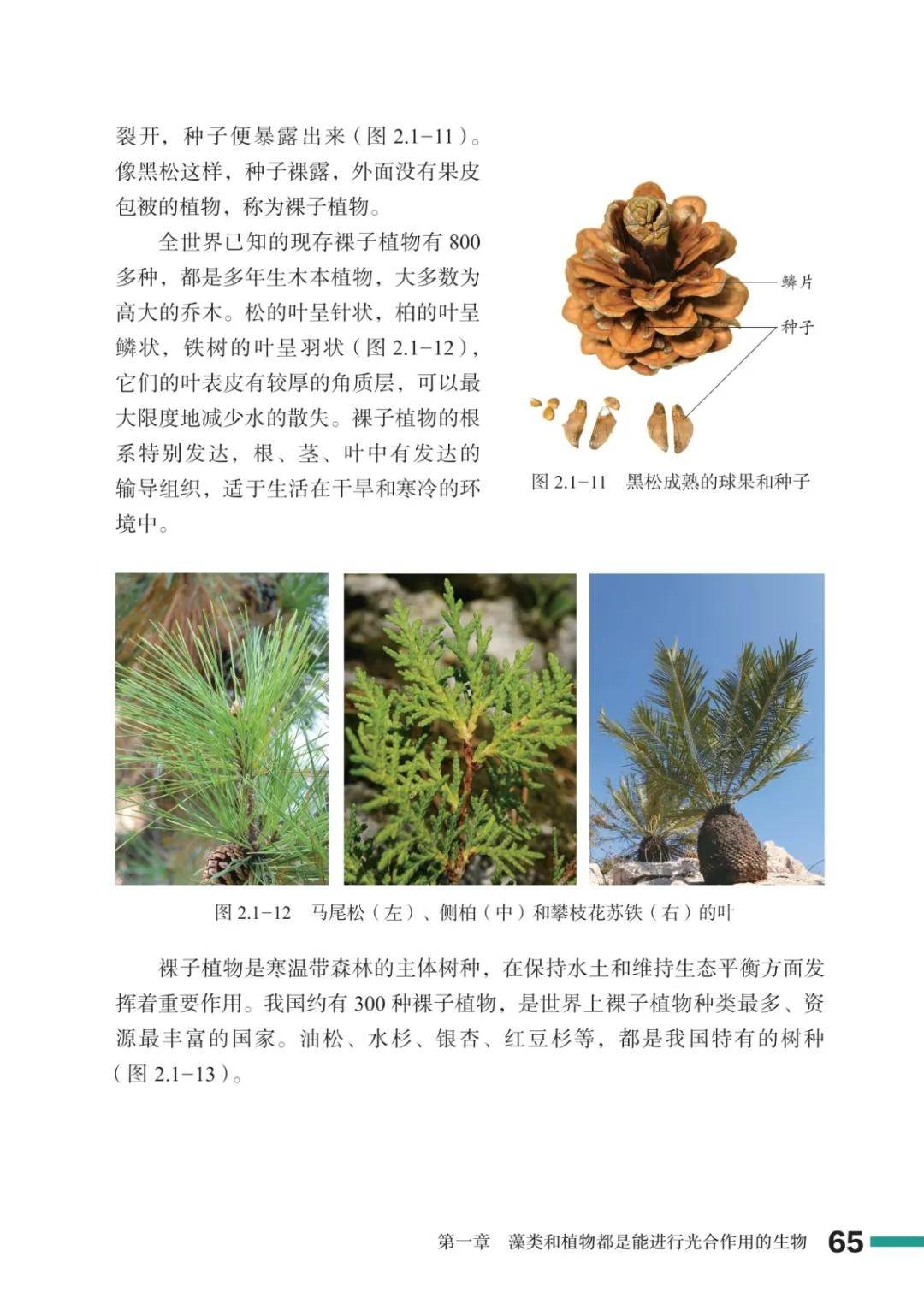 濟南版七年級生物上冊電子課本(2026新教材)