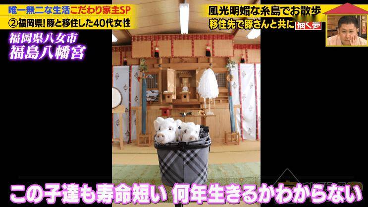 日本40歲女性住豪宅養豬豬，還因豬豬和明星結緣？深感幸福不想結婚，稱“對男人沒興趣”…