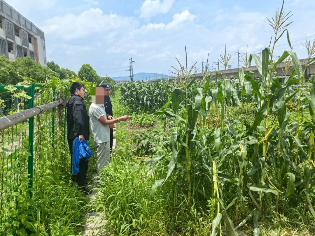 小學生種的150株玉米被偷，警察叔叔快速破案......