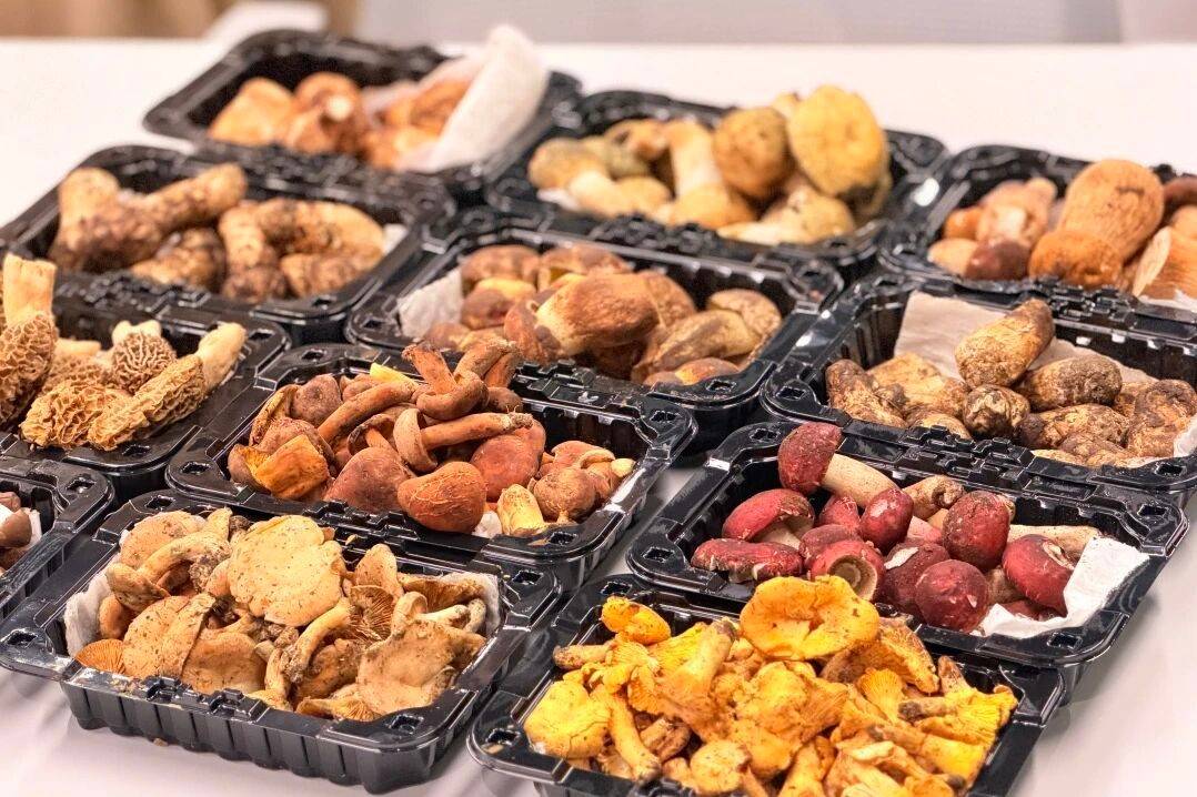 從山林到貨架的“鮮味接力”：京東七鮮超市全面上市雲南野生菌