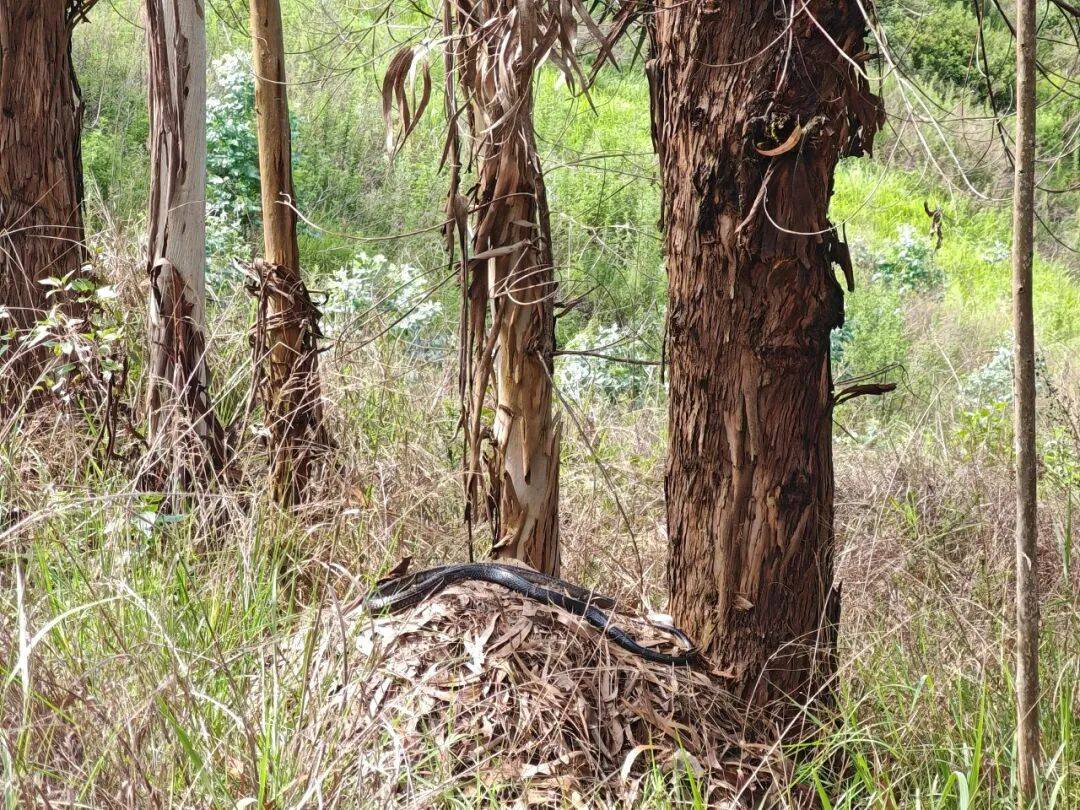雲南一男子上山撿菌偶遇眼鏡王蛇，還有44枚蛇蛋……