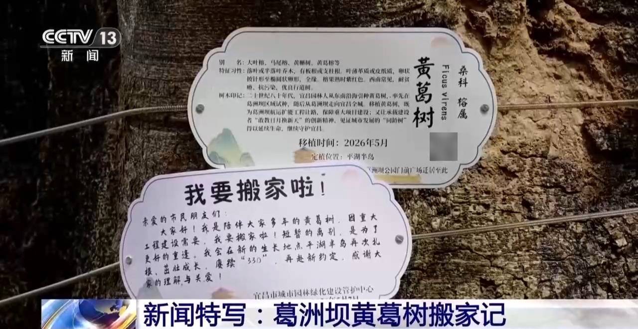 葛洲壩黃葛樹搬家記，900餘棵大樹已有“新去處”