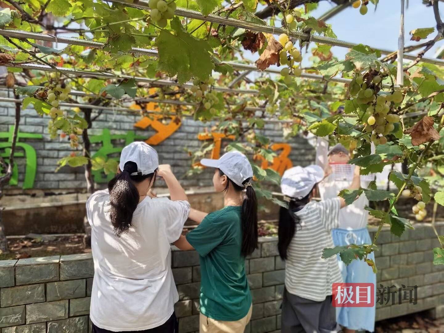 1555.5元愛心款已到賬！武漢小學生用一筐筐葡萄，為江豚“加餐”
