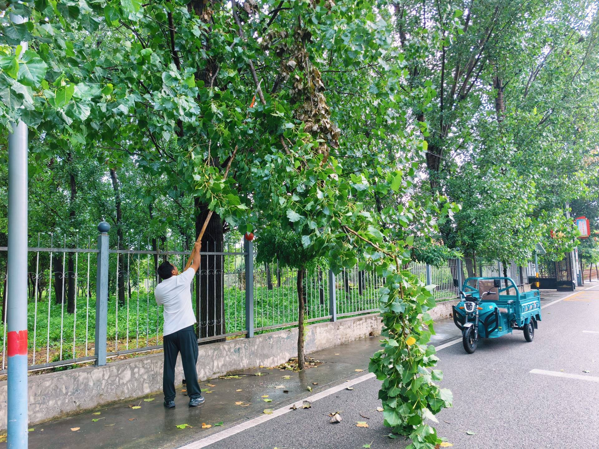 短時強降雨致積水、大風致樹木倒折，順義各地快速處置